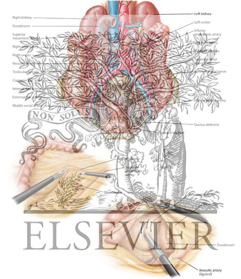 Retroperitoneal Structures