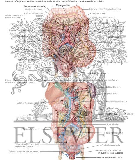 Vascular Supply to Colon