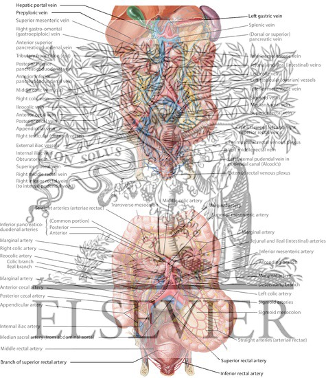 Watermarked preview of labeled image: Arteries and Veins of Colon and Rectum