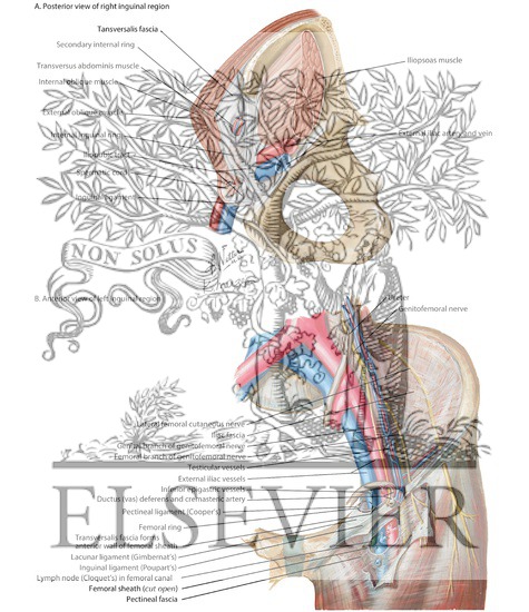 Posterior and Anterior Views of Inguinal Region