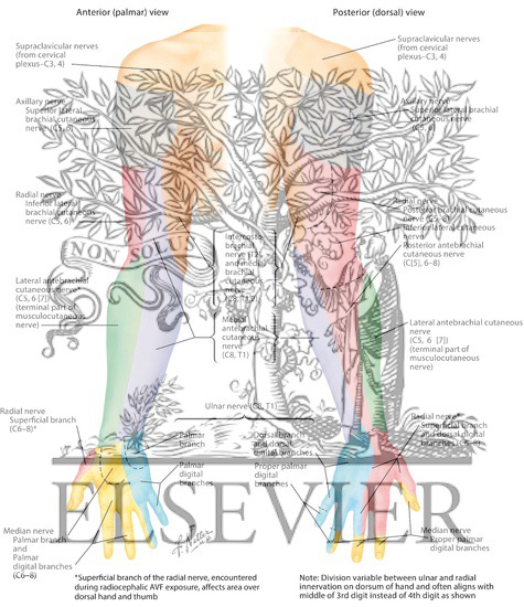 Watermarked preview of labeled image: Cutaneous Innervation of the Upper Limb 