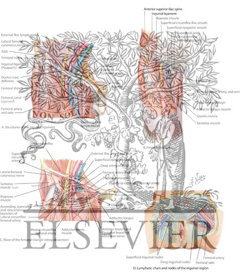 Anatomy of Inguinal Region and Femoral Triangle