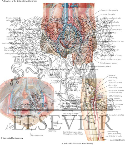 Branches of External Lilac and Common Femoral Arteries; Aberrant Obturator Artery
