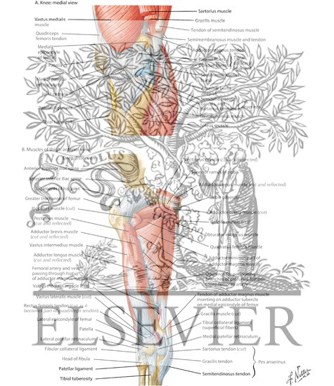 Muscles of Knee and Thigh (Deep Dissection): Medial and Anterior Views