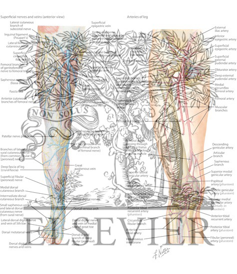 Arteries and Veins of Leg
