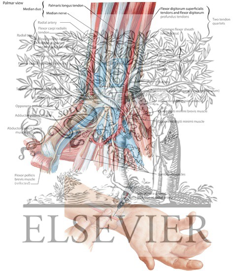 Watermarked preview of labeled image: Arrangement of Tendons, Vessels, and Nerves at the Wrist