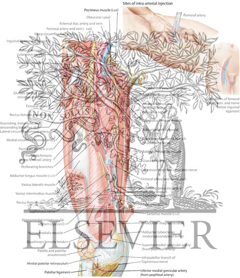 Watermarked preview of labeled image: Arteries and Nerves of Thigh: Deep Dissection (Anterior View)