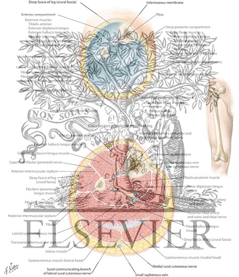 Watermarked preview of labeled image: Cross-Sectional Anatomy of Leg and Fascial Compartments