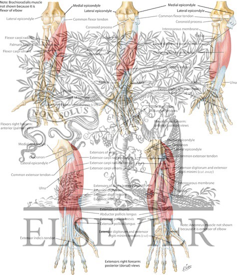 Individual Muscles of Forearm: Flexors and Extensors