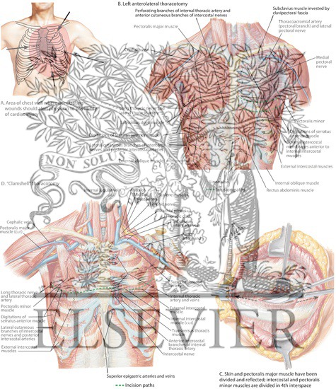 Entry Into Thoracic Cavity: 