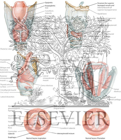 Views of Larynx