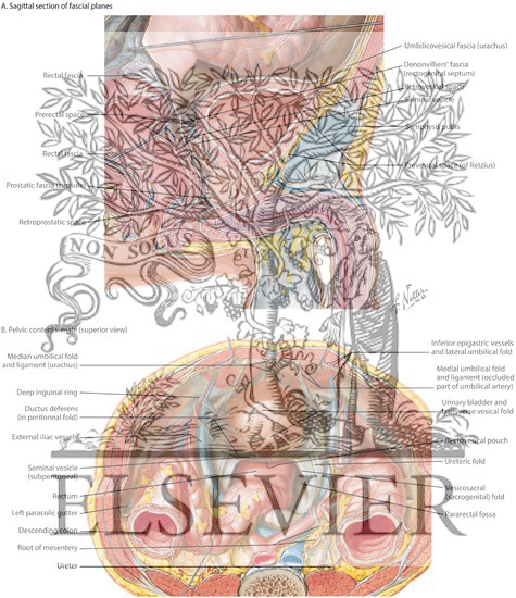 Male: Fascial Planes and Pelvic Contents