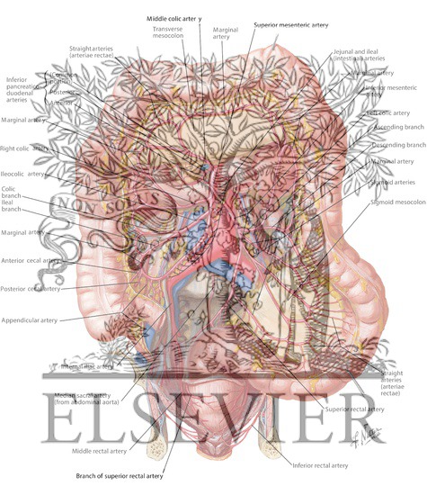 Watermarked preview of labeled image: Arteries of Large Intestine
Blood Supply of Small and Large Intestine