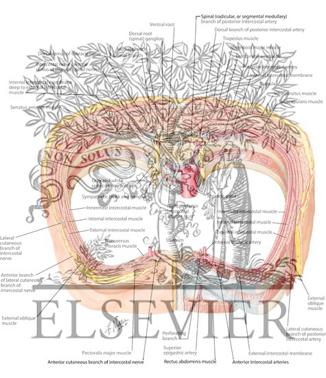 Watermarked preview of labeled image: Course and Relations of Intercostal Nerves and Arteries
Intercostal Nerves and Arteries