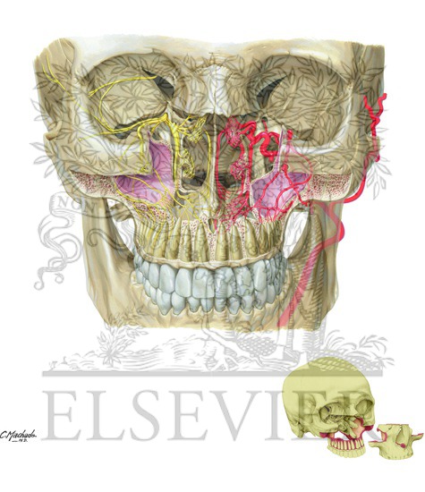 Pterygopalatine Fossa