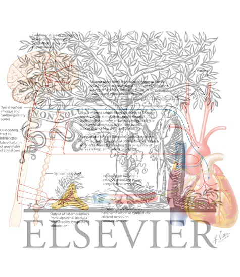 Watermarked preview of labeled image: Sympathetic and Parasympathetic Regulation of Heart Function