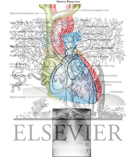Watermarked preview of labeled image: Radiology and Angiocardiography