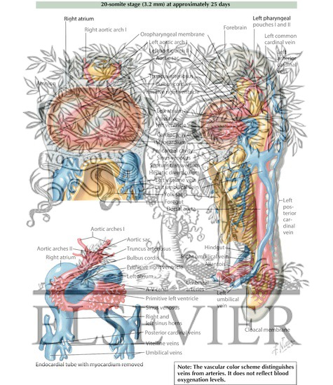 Watermarked preview of labeled image: Bending of the Heart Tube