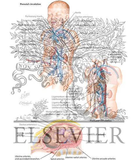 Watermarked preview of labeled image: Fetal Circulation Pattern and Changes at Birth