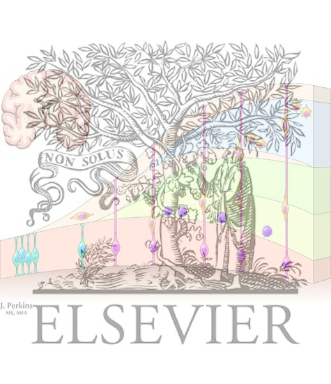 Watermarked preview of unlabeled image: Neurogenesis and Cell Migration in the Developing Neocortex