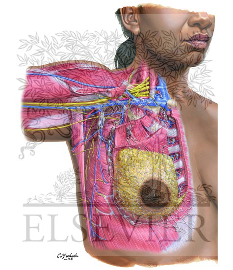 Lymphatic Drainage of Breast