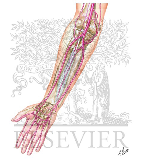 Arteries of Forearm