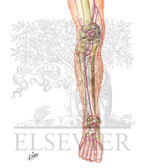 lower limb arteries drawing