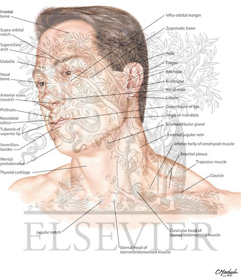 Head and Neck: Surface Anatomy