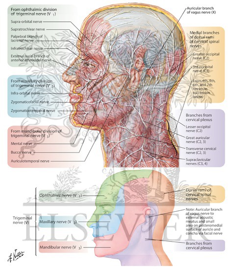 Cutaneous Nerves of Head and Neck