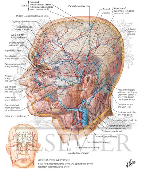 Superficial Arteries and Veins of Face and Scalp