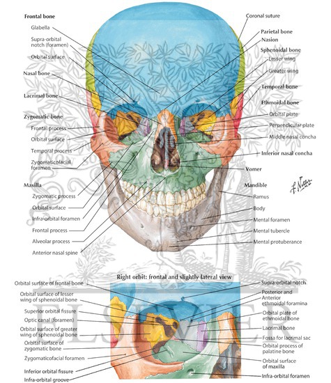 Anterior Aspect of Skull