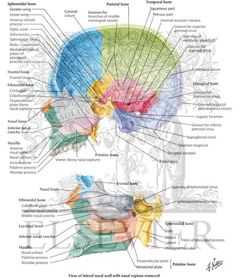 Midsagittal Section of Skull