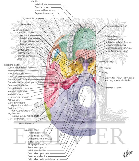 External Aspect of Base of Skull