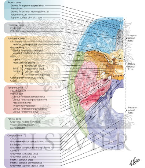 Bones, Markings and Orifices In Base of Skull
Bones of Cranial Base: Superior View
Interior View of the Base of the Adult Skull