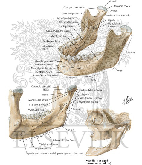 Mandible