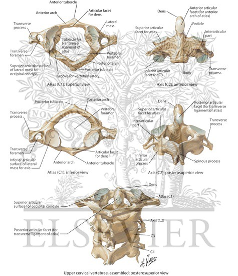 Cervical Vertebrae: Atlas and Axis
Spine: Osteology