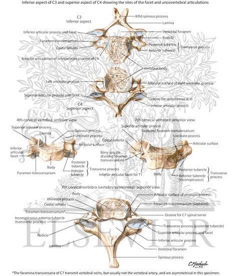 Cervical Vertebrae
