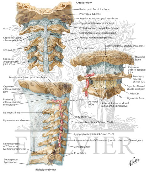 External Craniocervical Ligaments
