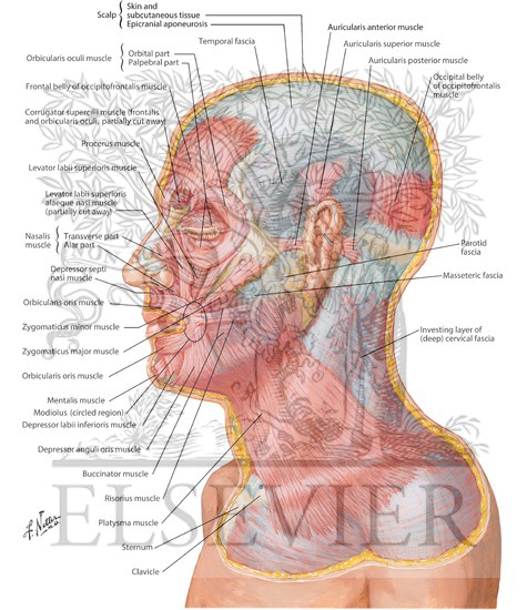 Muscles of Facial Expression: Lateral View