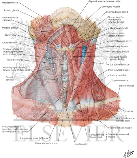 Muscles of Neck: Anterior View