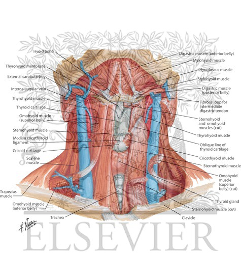 Watermarked preview of labeled image: Infrahyoid and Suprahyoid Muscles