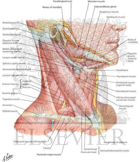 Watermarked preview of labeled image: Muscles of Neck: Lateral View