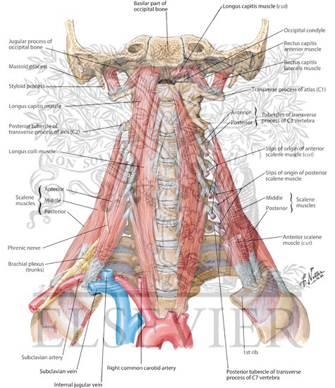 Watermarked preview of labeled image: Scalene and Prevertebral Muscles