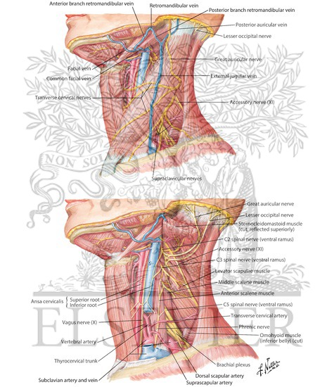 Posterior Triangle: General Information