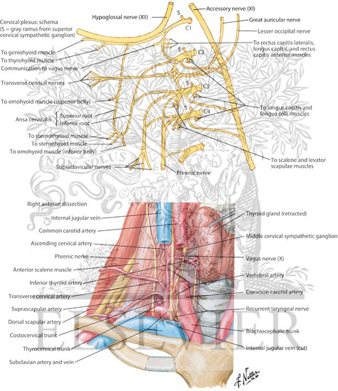 Nerves and Vessels of Neck