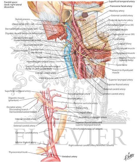 Watermarked preview of labeled image: Carotid Arteries