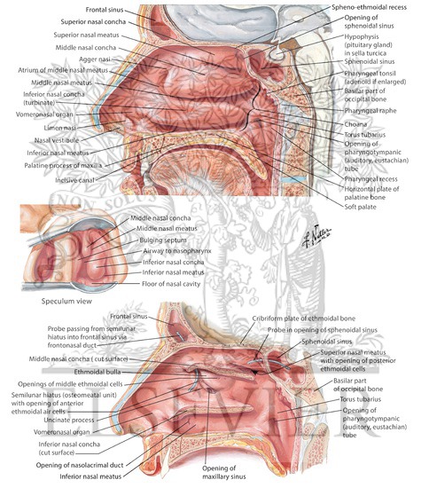 Watermarked preview of labeled image: Lateral Wall of Nasal Cavity