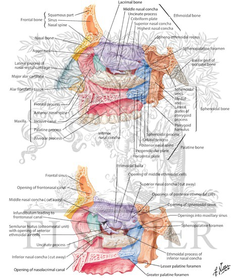 Lateral Wall of Nasal Cavity