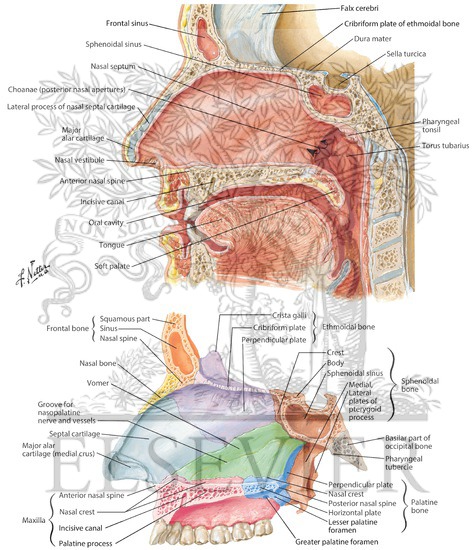 Medial Wall of Nasal Cavity (Nasal Septum)