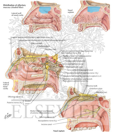 Watermarked preview of labeled image: Nerves of Nasal Cavity